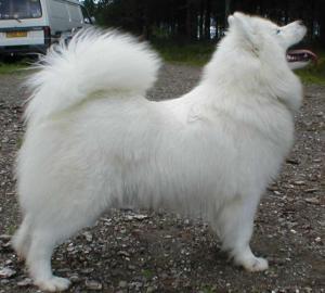Islay dam of pups due 21.9.02