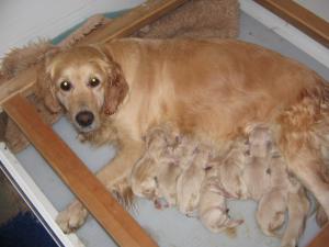 Spice and puppies