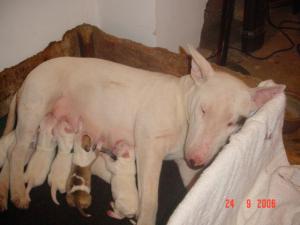DAISY AND HER PUPPIES 2 DAYS OLD