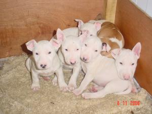 puppies at 7 weeks