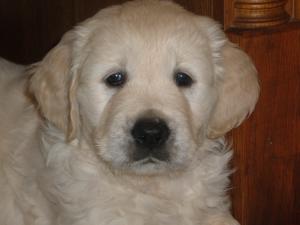 Puppy dog at 6 weeks