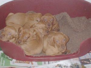 PUPS AT 6 WEEKS OLD