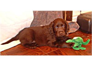 7 Weeks Chase