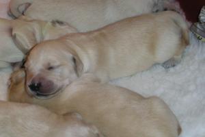 One of Rosie's puppies at 9 days