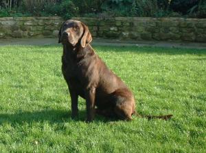 The Father Tarnedge Teak (Indi)