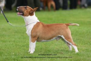 CH SEAYESS SMART LOVE (ADIE)