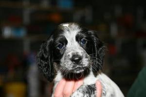 Black roan Cocker spaniel puppy