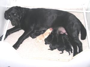 Pippa and Puppies at 3 days old