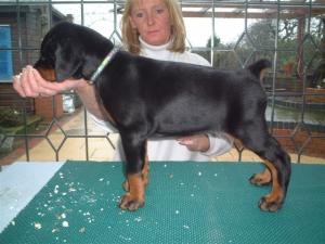 BITCH PUPPY AT 7 WEEKS