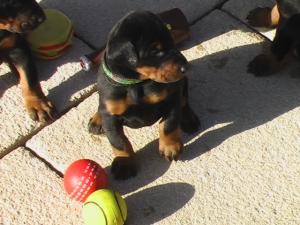 PUPPY BITCH AT FIVE WEEKS