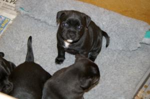 5 weeks old