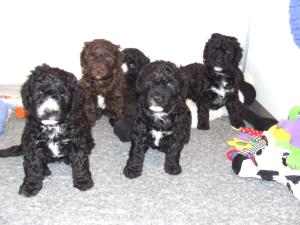 Puppy group