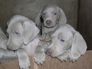 Some Of Mia's Puppies