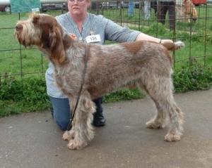 Sire:       Sh Ch Redrue Sea Biscuit with Monzano