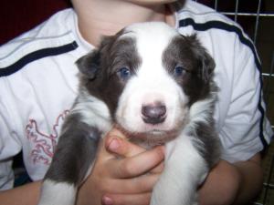 DEACON BLUE (3 WEEKS)