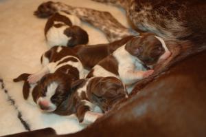 Proud mum and her pups