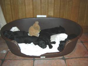 The puppies!