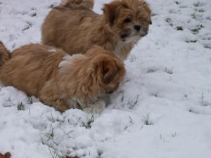 Pups at 10 weeks enjoying the snow
