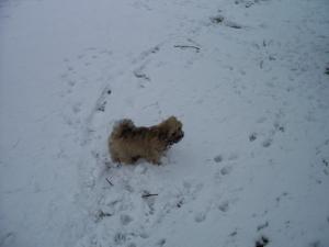 Pup at 10 weeks in the snow