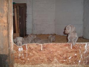 Puppies at 7 weeks old