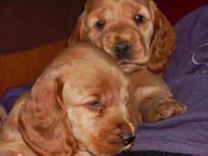 The 2 boys