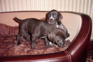 Babes trying out the posh new doggie beds