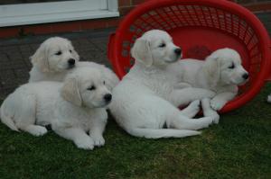 A sample of Khita's puppies