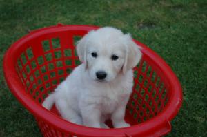 A Basket of Fun!