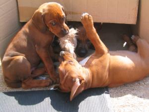 Puppies at seven weeks old.