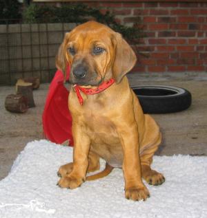 Pup at seven weeks old.