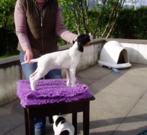 pup in show stance