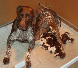 Holly & her 2 day old babies