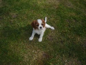 Belles' Puppies