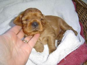 Ambers' Puppies