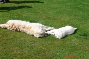 Playing with older brother Dingle