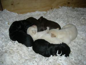 The puppies