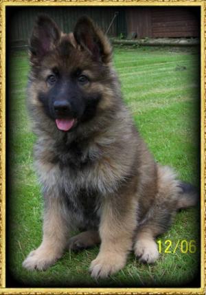 PUP AT 6 WEEKS OLD
