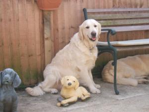 Skye a few weeks before pupps were born
