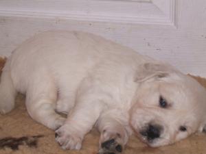 One of Skye's pups at 4 weeks old