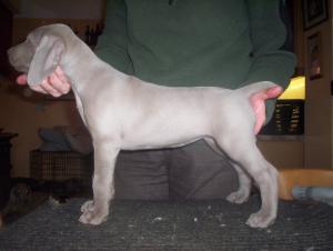 Bitch puppy at 6 weeks old