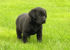 Lewtrenchard Apollo one of willows puppies