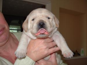 one of our girls ( first taste of worming paste )