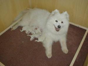 Yana with her day old pups