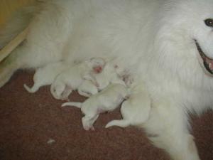 The litter at 1 day old