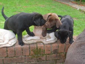 Hope, Carys and Bailey go exploring