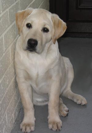 Cherry aged 4 1/2 months