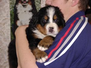 Male Pup born 13/1/2003