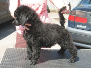 Black dog puppy( at 8 weeks)