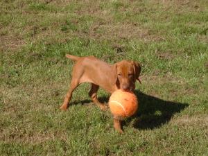 Aspen as a pup