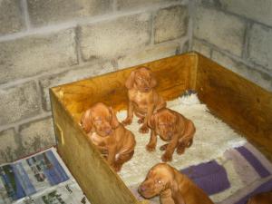 Pups at 6 weeks